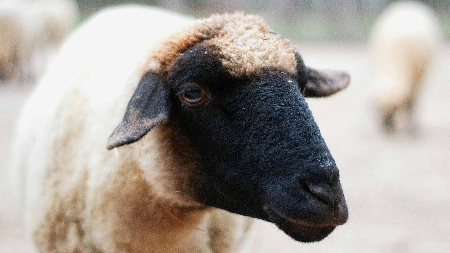 Black and white sheep