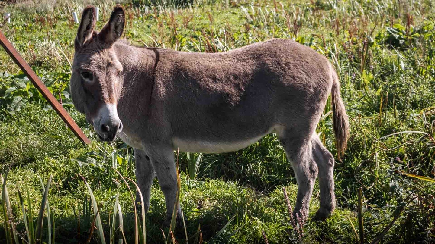Donkey in Roundstone, best things to do in Connemara